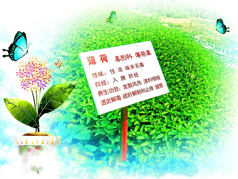 迁安山叶口洪格尔民族风情园-薄荷