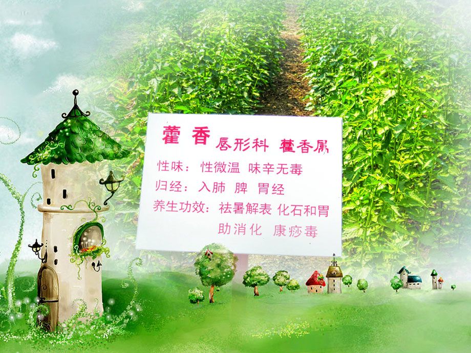 迁安山叶口洪格尔民族风情园-藿香