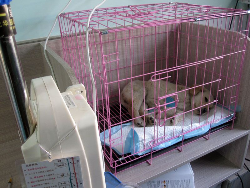 迁安市宠物医院-11-诊疗室中正在治疗的狗狗.jpg
