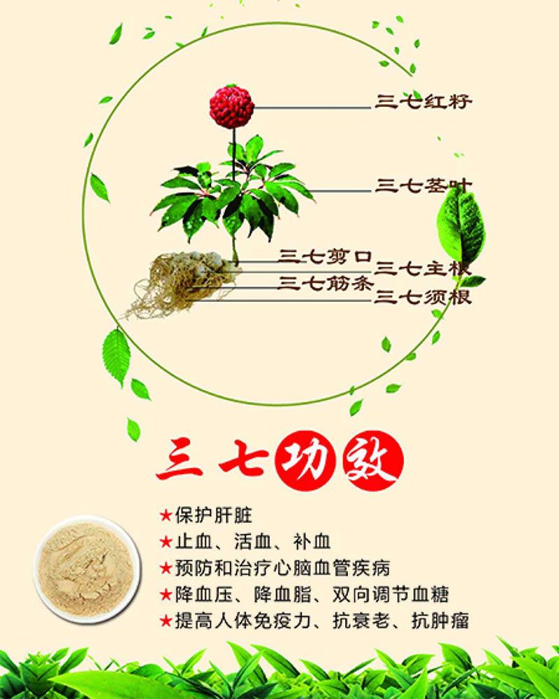 三七功效.jpg